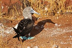 Blue-footed Booby